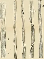 An illustration from Dyers' materials; an introduction to the examination, evaluation and application of the most important substances used in dyeing, printing, bleaching and finishing (1901)
