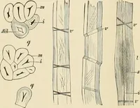 An illustration from Dyers' materials; an introduction to the examination, evaluation and application of the most important substances used in dyeing, printing, bleaching and finishing (1901)