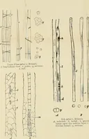 An illustration from Dyers' materials; an introduction to the examination, evaluation and application of the most important substances used in dyeing, printing, bleaching and finishing (1901)