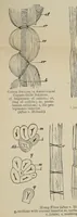 Picture 2 of 3 from Dyers' materials : an introduction to the examination, evaluation and application of the most important substances used in dyeing, printing, bleaching and finishing (1901), leaf 171