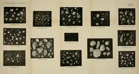 An illustration from Dyers' materials : an introduction to the examination, evaluation and application of the most important substances used in dyeing, printing, bleaching and finishing (1901)