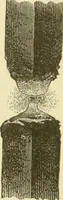 An illustration from Dynamo-electricity: its generation, application, transmission, storage and measurement (1884)