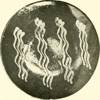 An illustration from Early American folk pottery, including the history of Bennington pottery (1918)
