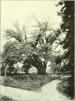 Picture 17 of 27 from Early British trackways : moats, mounds, camps, and sites (1922), leaf 48
