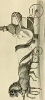 An illustration from Early carriages and roads (1903)