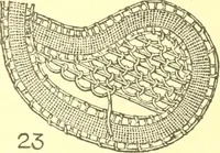 An illustration from Easy lessons for lace makers : fancy stitches illustrated showing clearly how to make all modern laces (1901)