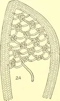 An illustration from Easy lessons for lace makers : fancy stitches illustrated showing clearly how to make all modern laces (1901)