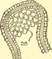 An illustration from Easy lessons for lace makers : fancy stitches illustrated showing clearly how to make all modern laces (1901)
