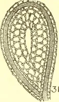 An illustration from Easy lessons for lace makers : fancy stitches illustrated showing clearly how to make all modern laces (1901)