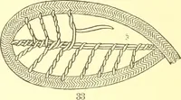 An illustration from Easy lessons for lace makers : fancy stitches illustrated showing clearly how to make all modern laces (1901)