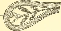 An illustration from Easy lessons for lace makers : fancy stitches illustrated showing clearly how to make all modern laces (1901)