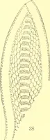 An illustration from Easy lessons for lace makers : fancy stitches illustrated showing clearly how to make all modern laces (1901)