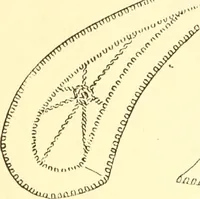 An illustration from Easy lessons for lace makers : fancy stitches illustrated showing clearly how to make all modern laces (1901)