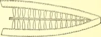 An illustration from Easy lessons for lace makers : fancy stitches illustrated showing clearly how to make all modern laces (1901)
