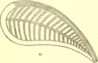 An illustration from Easy lessons for lace makers : fancy stitches illustrated showing clearly how to make all modern laces (1901)