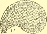 An illustration from Easy lessons for lace makers : fancy stitches illustrated showing clearly how to make all modern laces (1901)