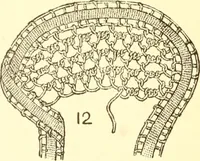 Picture 8 of 55 from Easy lessons for lace makers : fancy stitches illustrated showing clearly how to make all modern laces (1901), leaf 7