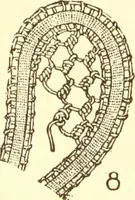 An illustration from Easy lessons for lace makers : fancy stitches illustrated showing clearly how to make all modern laces (1901)