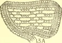 An illustration from Easy lessons for lace makers : fancy stitches illustrated showing clearly how to make all modern laces (1901)