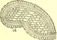 An illustration from Easy lessons for lace makers : fancy stitches illustrated showing clearly how to make all modern laces (1901)