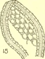 An illustration from Easy lessons for lace makers : fancy stitches illustrated showing clearly how to make all modern laces (1901)