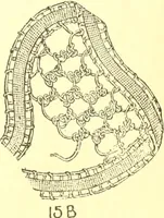 An illustration from Easy lessons for lace makers : fancy stitches illustrated showing clearly how to make all modern laces (1901)