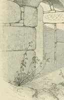 An illustration from The ecclesiastical architecture of Ireland, anterior to the Anglo-Norman invasion; comprising an essay on the origin and uses of the round towers of Ireland, which obtained the gold medal and prize of the Royal Irish Academy (1845)