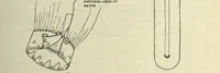 An illustration from Educational needlecraft (1911)