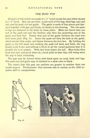 An illustration from Educational toys consisting chiefly of coping-saw problems for children in the school and the home (1920)