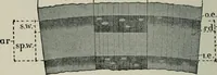 An illustration from Educational woodworking for home and school (1908)