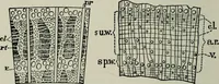 An illustration from Educational woodworking for home and school (1908)