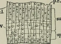 An illustration from Educational woodworking for home and school (1908)