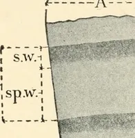 An illustration from Educational woodworking for home and school (1908)