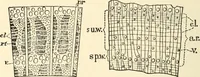 An illustration from Educational woodworking for home and school (1908)