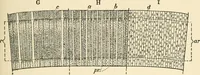 An illustration from Educational woodworking for home and school (1908)