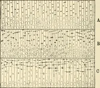 An illustration from Educational woodworking for home and school (1908)