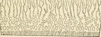 An illustration from Educational woodworking for home and school (1908)