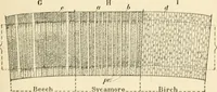 An illustration from Educational woodworking for home and school (1908)