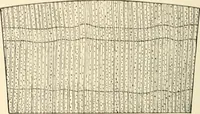 An illustration from Educational woodworking for home and school (1908)