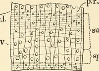 An illustration from Educational woodworking for home and school (1908)