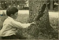 Picture 65 of 109 from Education by plays and games (1907), leaf 139
