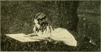Picture 78 of 109 from Education by plays and games (1907), leaf 164