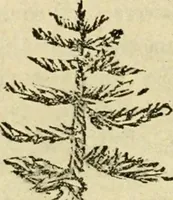 Picture 98 of 109 from Education by plays and games (1907), leaf 216