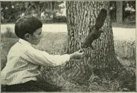 Picture 68 of 109 from Education by plays and games (1907), leaf 141