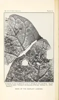 Picture 6 of 8 from The eggplant lace-bug (1915), leaf 10