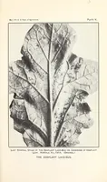 An illustration from The eggplant lace-bug (1915)