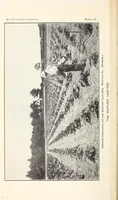 An illustration from The eggplant lace-bug (1915)
