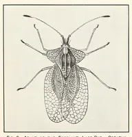 An illustration from The eggplant lace-bug (1915)