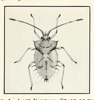 An illustration from The eggplant lace-bug (1915)