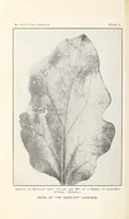 Picture 4 of 8 from The eggplant lace-bug (1915), leaf 8